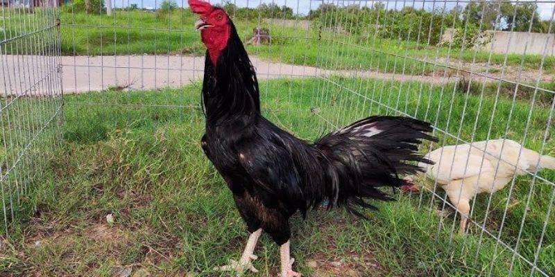 Các yếu tố đặc trưng của gà chân trắng